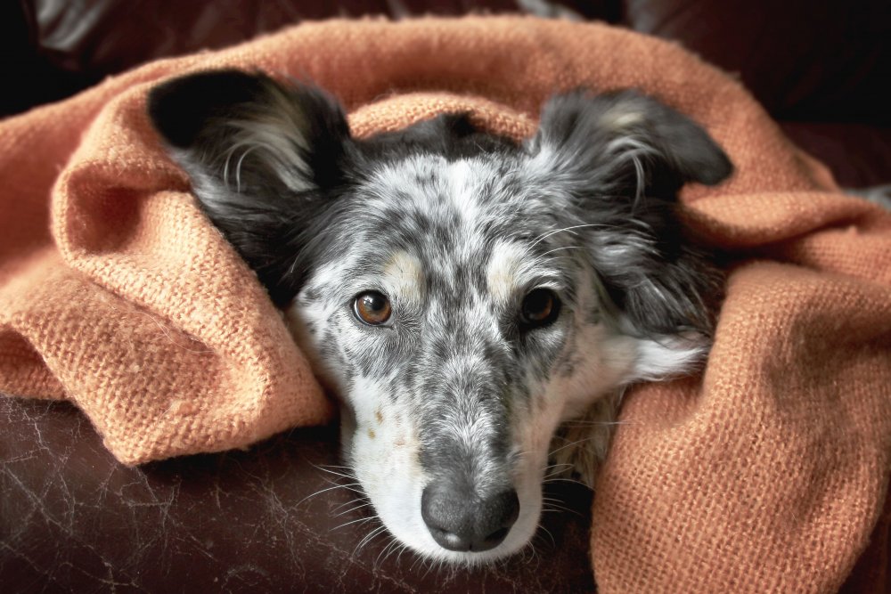 Pelos de cachorro pela casa Dicas para manter os ambientes limpos